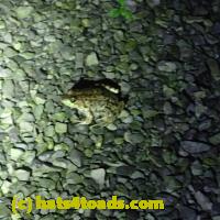 /home//u458753944/public_html/sourcegallery//Frogs/More bullfrogs/P8150248.JPG